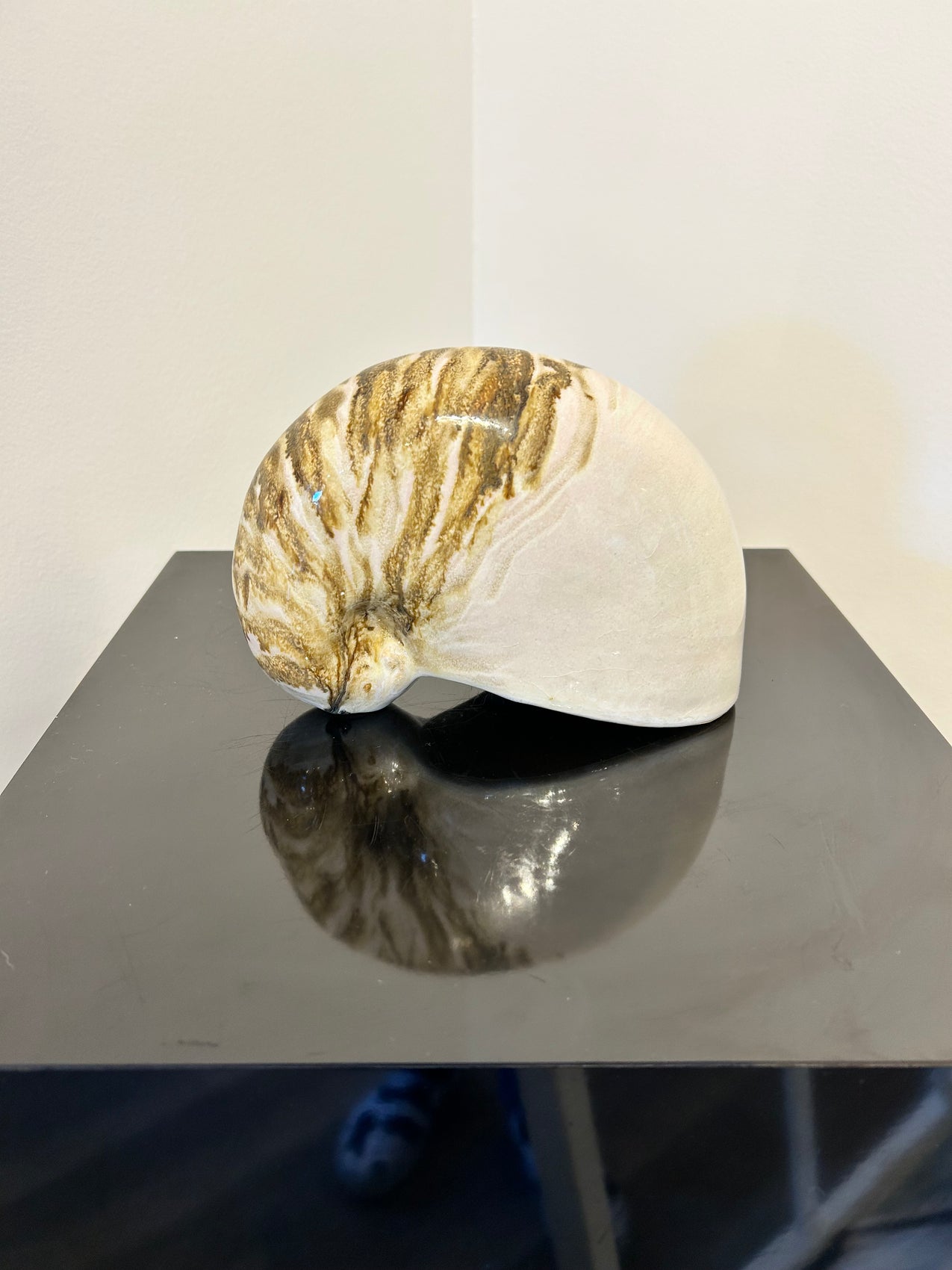 Nautilus Shell