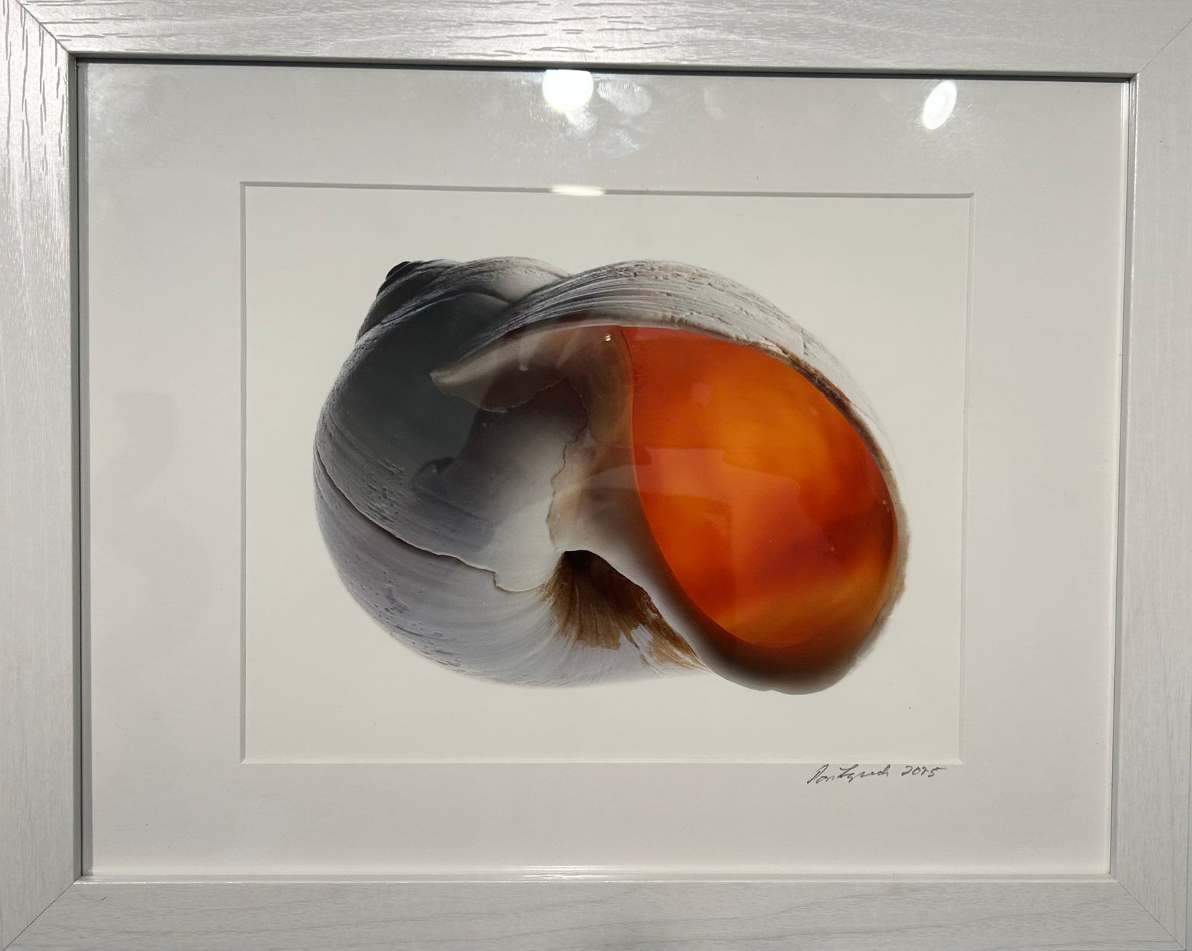 Cisco Shell #4