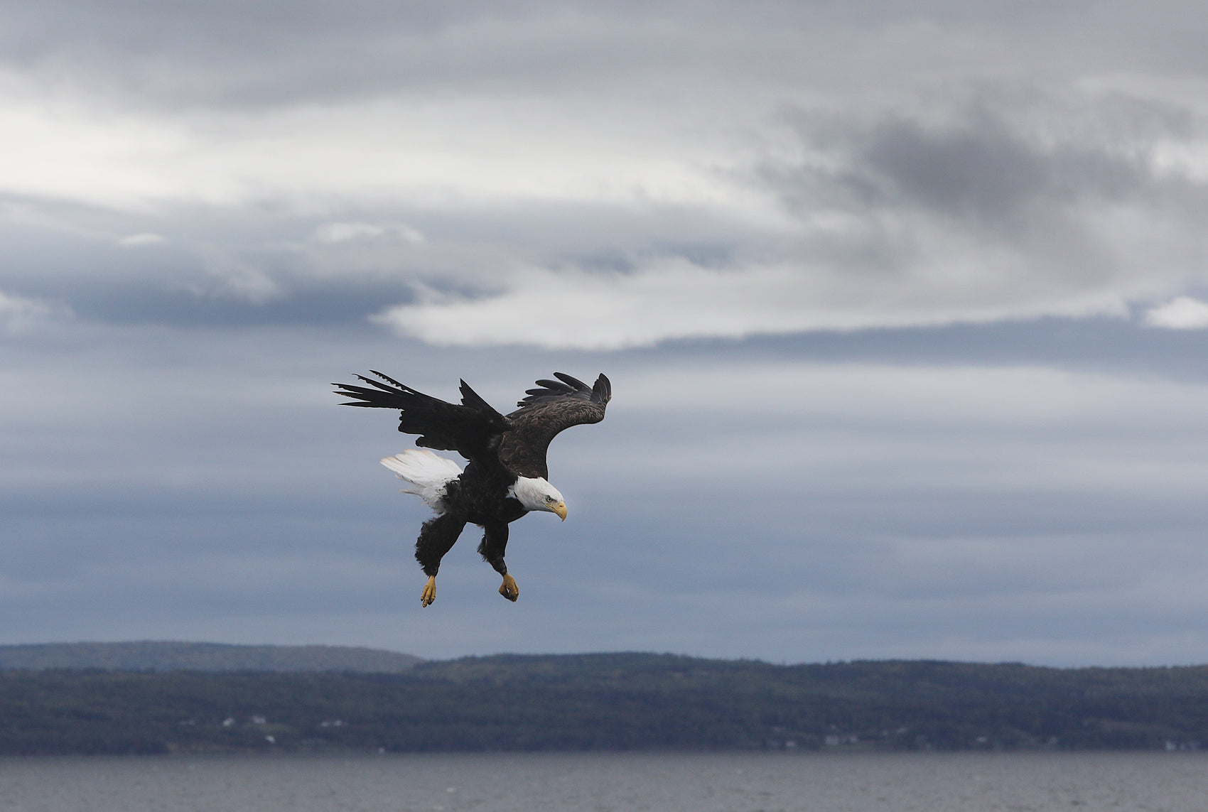 Diving Eagle