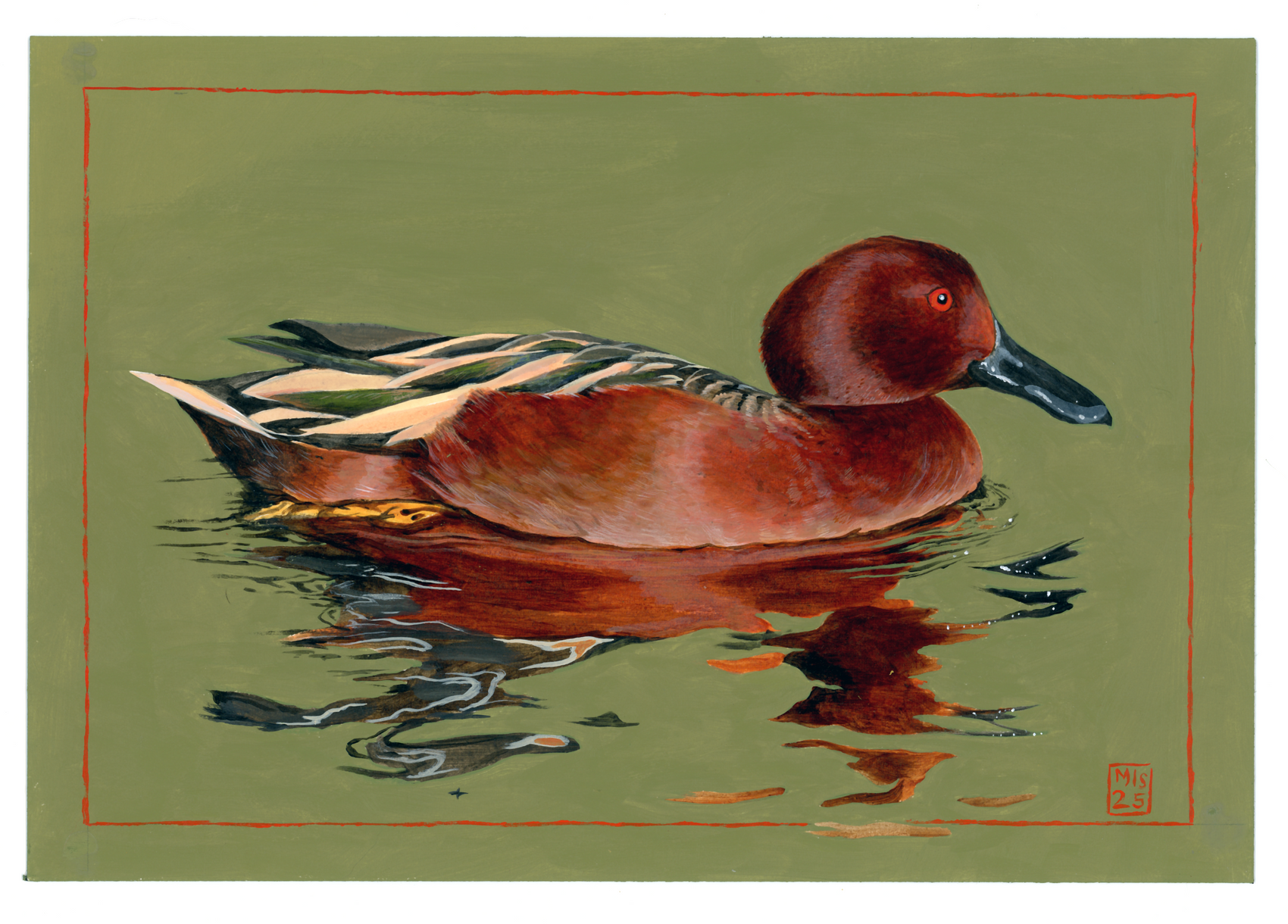 Cinnamon Teal
