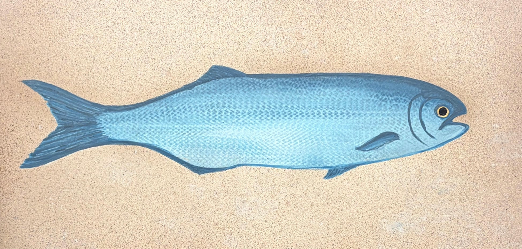 Blue Fish on Beach